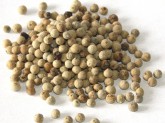 Pepř bílý celý 1kg - - Koření - Jednodruhové koření