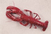 AKCE Atrapa Langusta Humr 50x18cm - Gastro příslušenství - Atrapy potravin