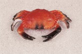 Atrapa Krab 20x13cm - Gastro příslušenství - Atrapy potravin