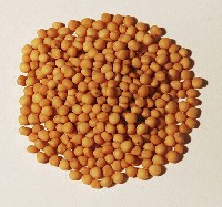 Hořčice bílá celá 100g - Hořčičné semínko - - Koření - Jednodruhové koření - Jednodruhové koření do 100g