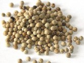 Pepř bílý celý 100g - - Koření - Jednodruhové koření